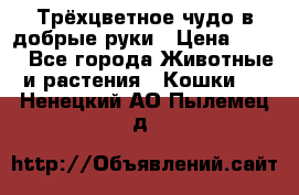 Трёхцветное чудо в добрые руки › Цена ­ 100 - Все города Животные и растения » Кошки   . Ненецкий АО,Пылемец д.